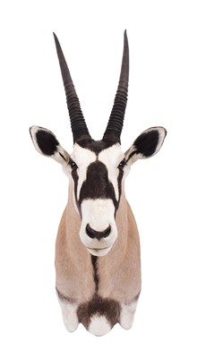 Lot 61 - Taxidermy: Gemsbok Oryx (Oryx gazella), 21st...