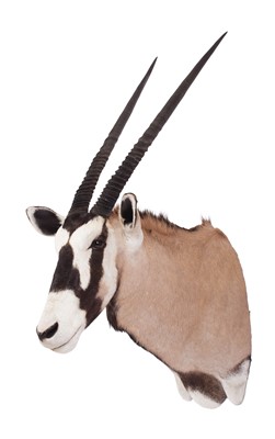 Lot 61 - Taxidermy: Gemsbok Oryx (Oryx gazella), 21st...