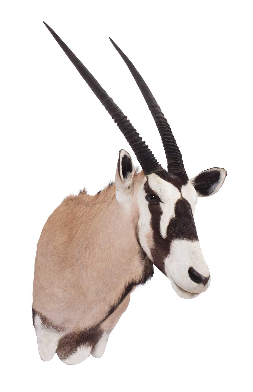 Lot 61 - Taxidermy: Gemsbok Oryx (Oryx gazella), 21st