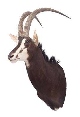 Lot Taxidermy: Southern Sable Antelope...