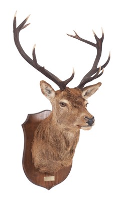 Lot 249 - Taxidermy: Scottish Red Deer (Cervus elaphus),...