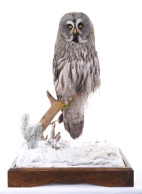 Lot 204 - Taxidermy: A Large Cased Great Grey Owl (Strix...