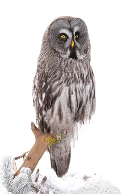 Lot 204 - Taxidermy: A Large Cased Great Grey Owl (Strix...