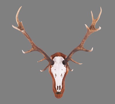 Lot 400 - Antlers/Horns: Scottish Red Deer Antlers...