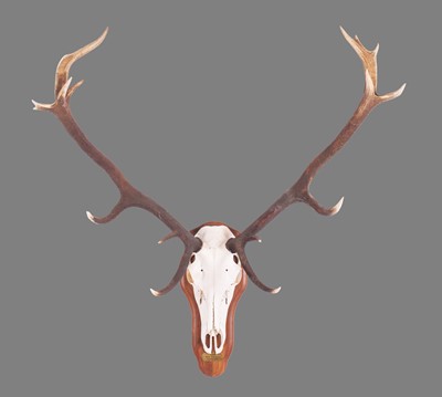 Lot 404 - Antlers/Horns: Scottish Red Deer Antlers...