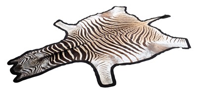 Lot 278 - Skins/Hides: Burchell's Zebra Skin (Equus...