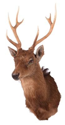 Lot 1129A - Taxidermy: Sika Deer (Cervus nippon), modern,...