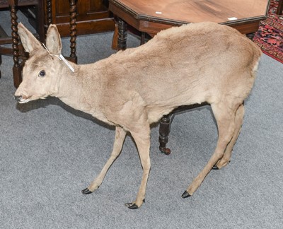 Lot 1116 - Taxidermy: A Full Mount Roe Deer Doe...