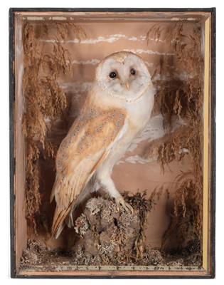 Lot 1122 - Taxidermy: A Late Victorian Cased Barn Owl...