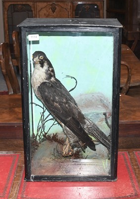 Lot 1114 - Taxidermy: A Late Victorian Cased Peregrine...