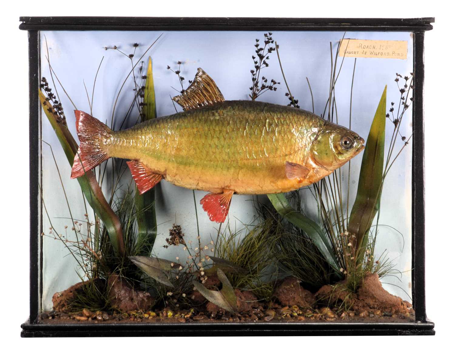 Rutius Lot 243 - Taxidermy: A Cased Common Roach (Rutilus