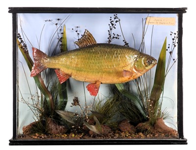 Lot 243 - Taxidermy: A Cased Common Roach (Rutilus...