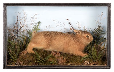 Lot 84 - Taxidermy: A Late Victorian Cased Hare Leveret...