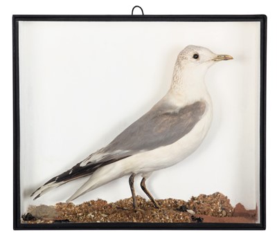 Lot 86 - Taxidermy: A Victorian Cased Common Gull...