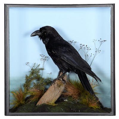 Lot 96 - Taxidermy: A Cased Common Raven (Corvus corax),...
