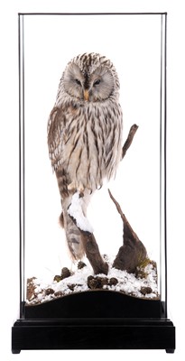 Lot 121 - Taxidermy: A Cased Ural Owl (Strix uralensis),...