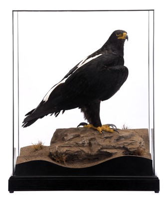 Lot 259 - Taxidermy: A Cased Verreaux's Eagle (Aquila...