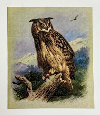 Lot 80 - Taxidermy: A Cased European Eagle Owl (Bubo...