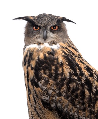 Lot 80 - Taxidermy: A Cased European Eagle Owl (Bubo...