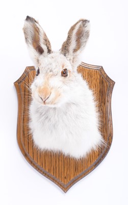 Lot 229 - Taxidermy: Scottish Mountain Hare (Lepus...