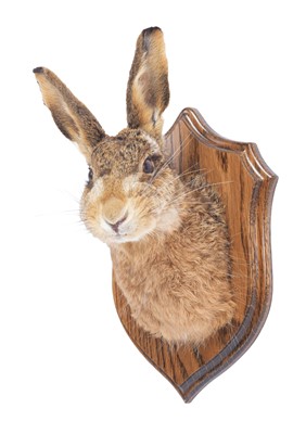 Lot 87 - Taxidermy: A European Hare Mask (Lepus...