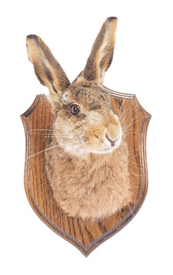 Lot 87 - Taxidermy: A European Hare Mask (Lepus...