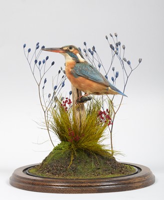 Lot 268 - Taxidermy: European Kingfisher (Alcedo athis),...
