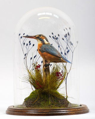 Lot 268 - Taxidermy: European Kingfisher (Alcedo athis),...
