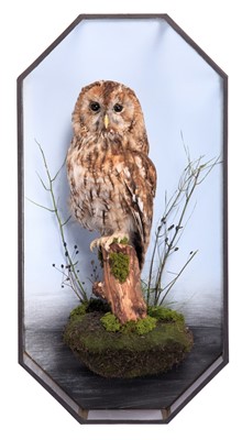 Lot 271 - Taxidermy: A Wall Cased Tawny Owl (Strix...