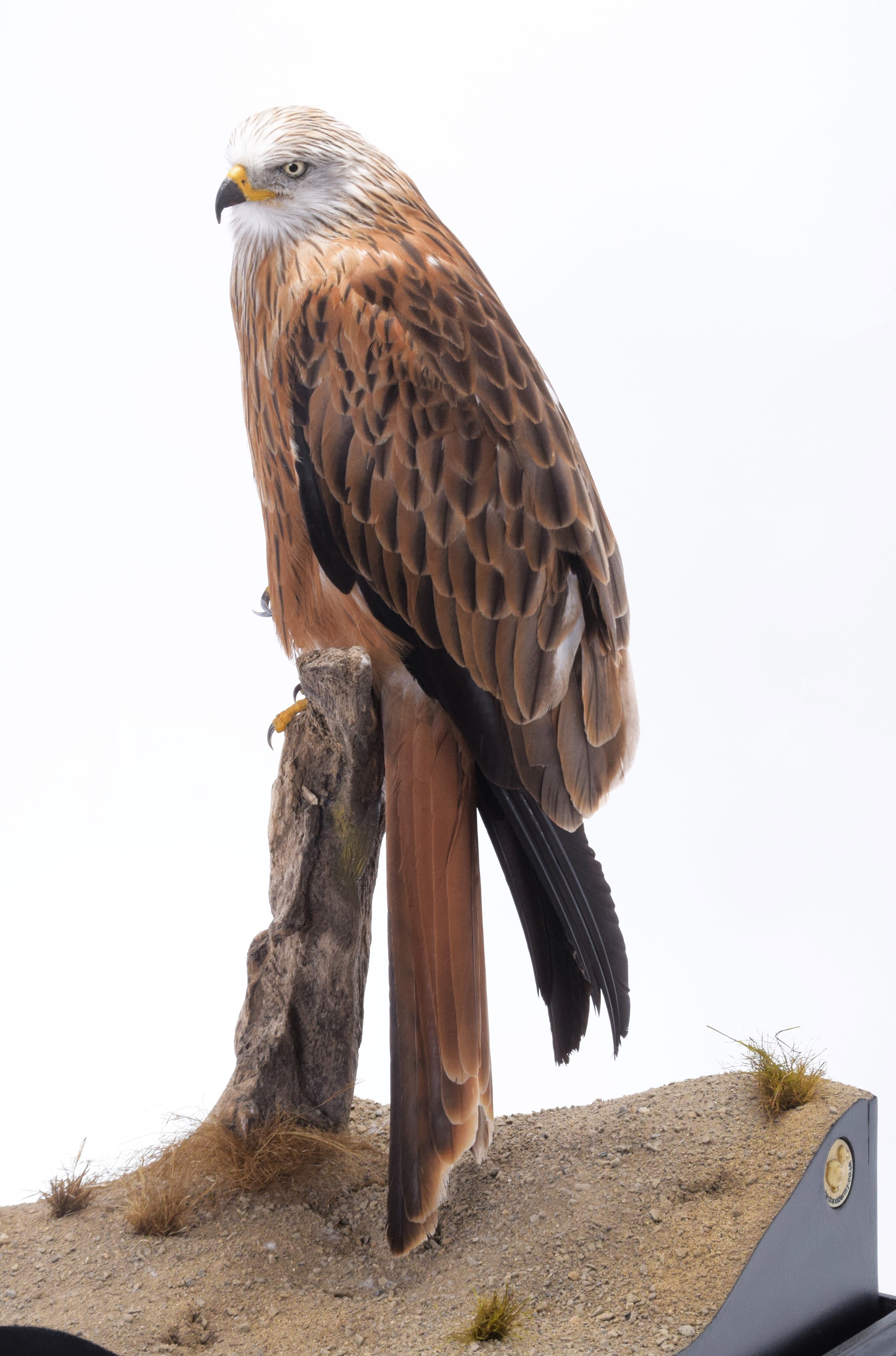 Lot 108 - Taxidermy: A Cased Red Kite (Milvus milvus),