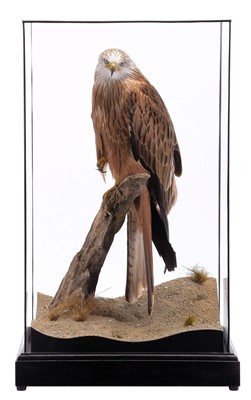 Lot 265 - Taxidermy: A Cased Red Kite (Milvus milvus),...