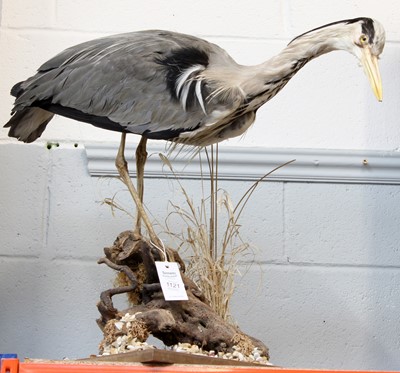 Lot 1121 - Taxidermy: A Common Grey Heron (Ardea cinerea),...