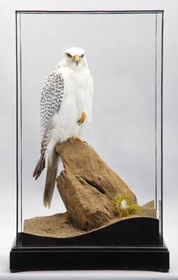 Lot 144 - Taxidermy: A Cased Gyr Falcon (Falco...