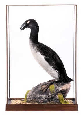 Lot 258 - Taxidermy: A Re-creation of a Great Auk...
