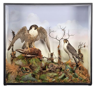 Lot 110 - Taxidermy: A Late Victorian Cased Pair of...