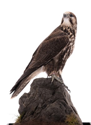 Lot 73 - Taxidermy: A Cased Saker Falcon (falco...