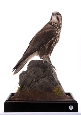 Lot 73 - Taxidermy: A Cased Saker Falcon (falco...