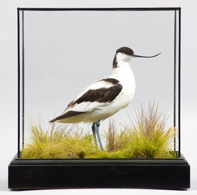 Lot 265 - Taxidermy: A Cased Pied Avocet (Recurvirostra...