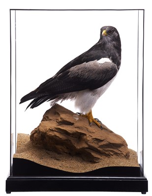 Lot 250 - Taxidermy: A Cased Black-chested Buzzard-eagle...