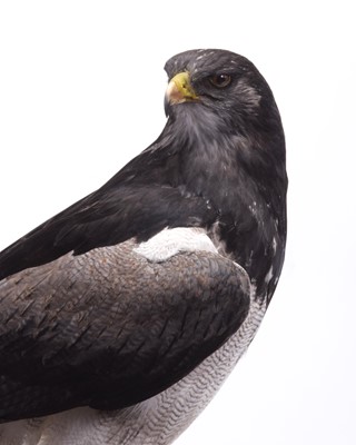 Lot 275 - Taxidermy: A Cased Black-chested Buzzard-eagle...