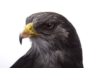 Lot 275 - Taxidermy: A Cased Black-chested Buzzard-eagle...