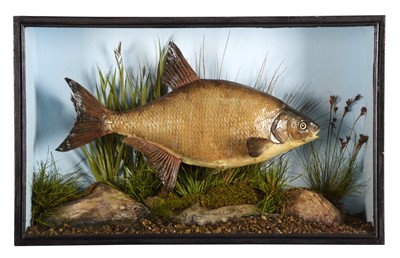 Lot 144 - Taxidermy: A Cased Common Bream (Abramis...