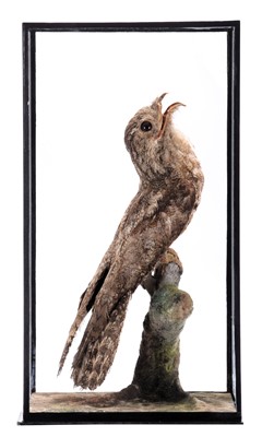 Lot 261 - Taxidermy: A Cased Tawny Frogmouth (Podargus...