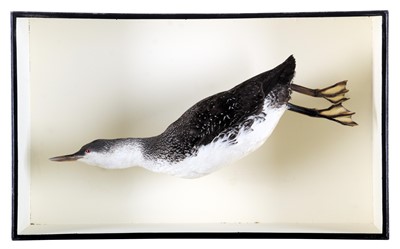 Lot 94 - Taxidermy: A Red Throated Diver or Loon (Gavia...