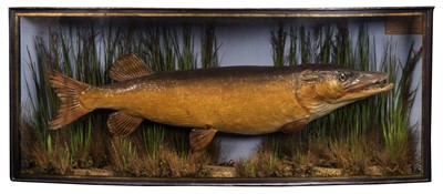 Lot 248 - Taxidermy: A Cased Northern Pike (Esox lucius),...