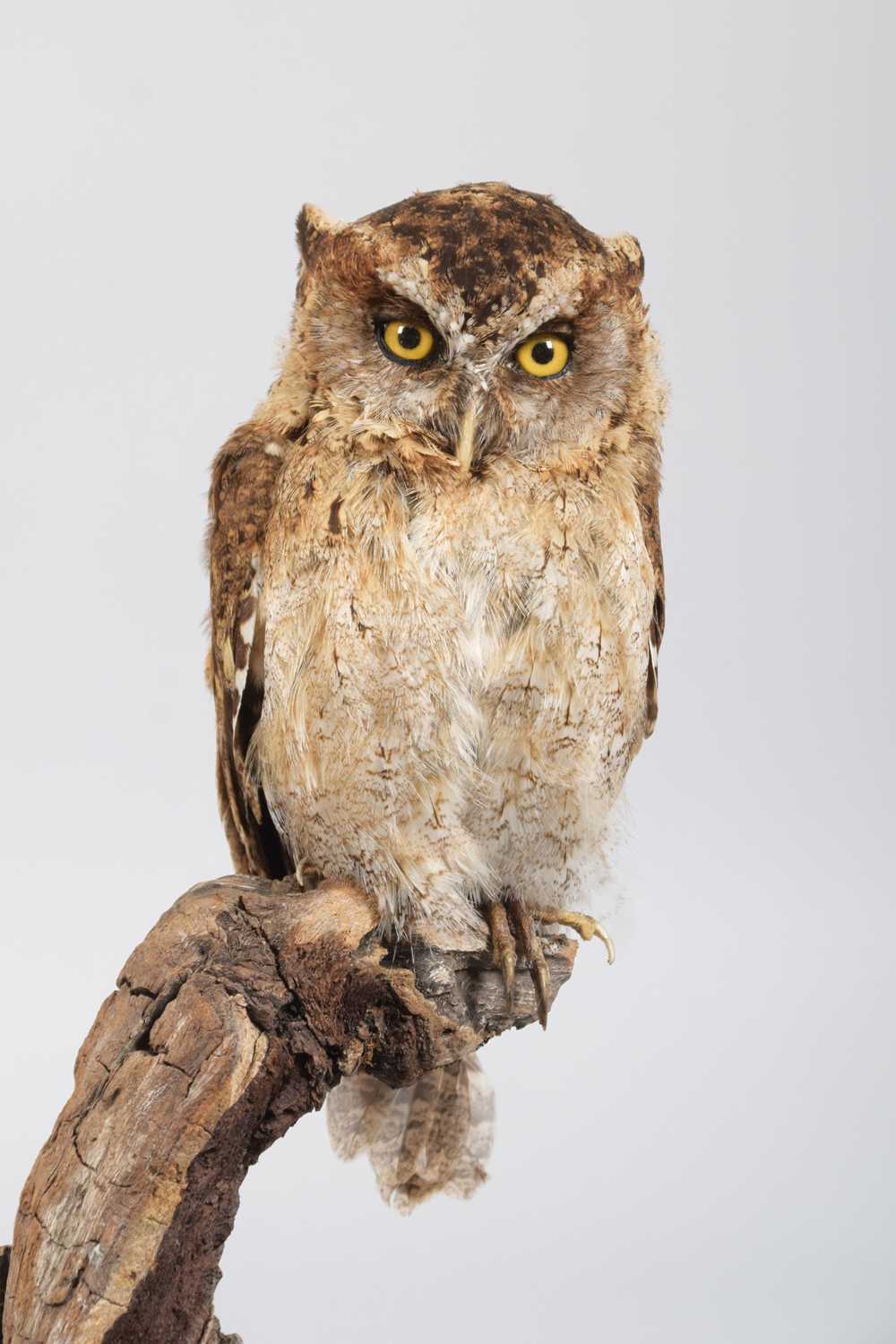 Lot 93 - Taxidermy: African Scops Owl (Otus