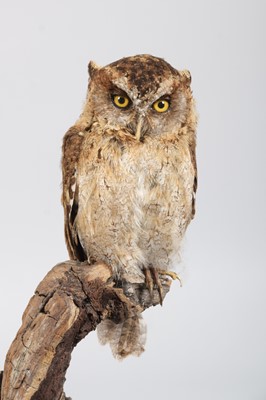 Lot 93 - Taxidermy: African Scops Owl (Otus...