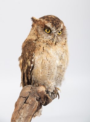 Lot 93 - Taxidermy: African Scops Owl (Otus...