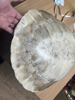 Lot 181 - Natural History: Giant South American River...