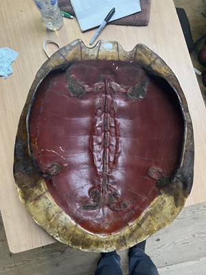 Lot 181 - Natural History: Giant South American River...